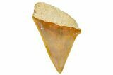 Fossil Mako Shark Tooth - Dakhla, Morocco #365230-1